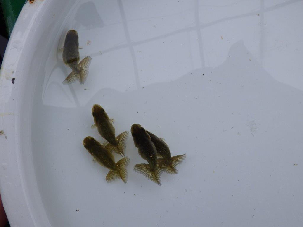 【愛知超優良系統 】上物黒仔３尾セット約５㎝　限定１セット