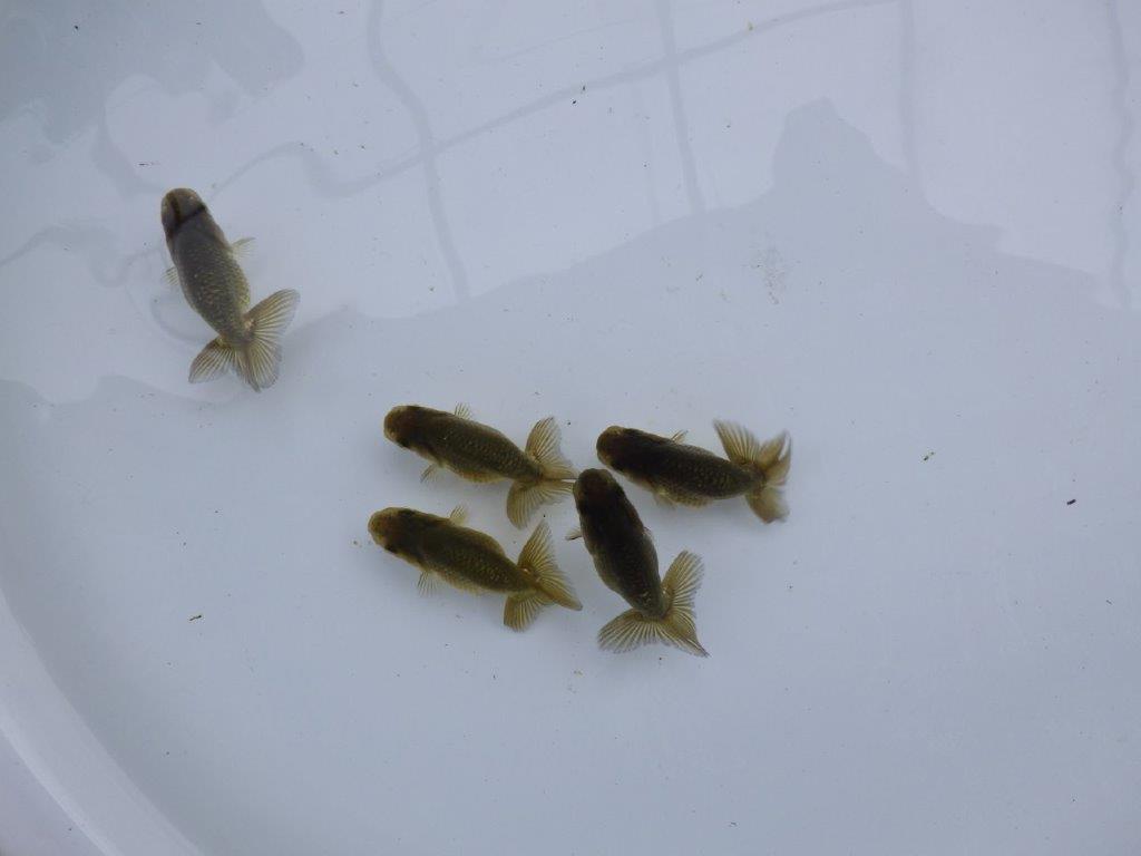 【愛知超優良系統 】上物黒仔３尾セット約５㎝　限定１セット