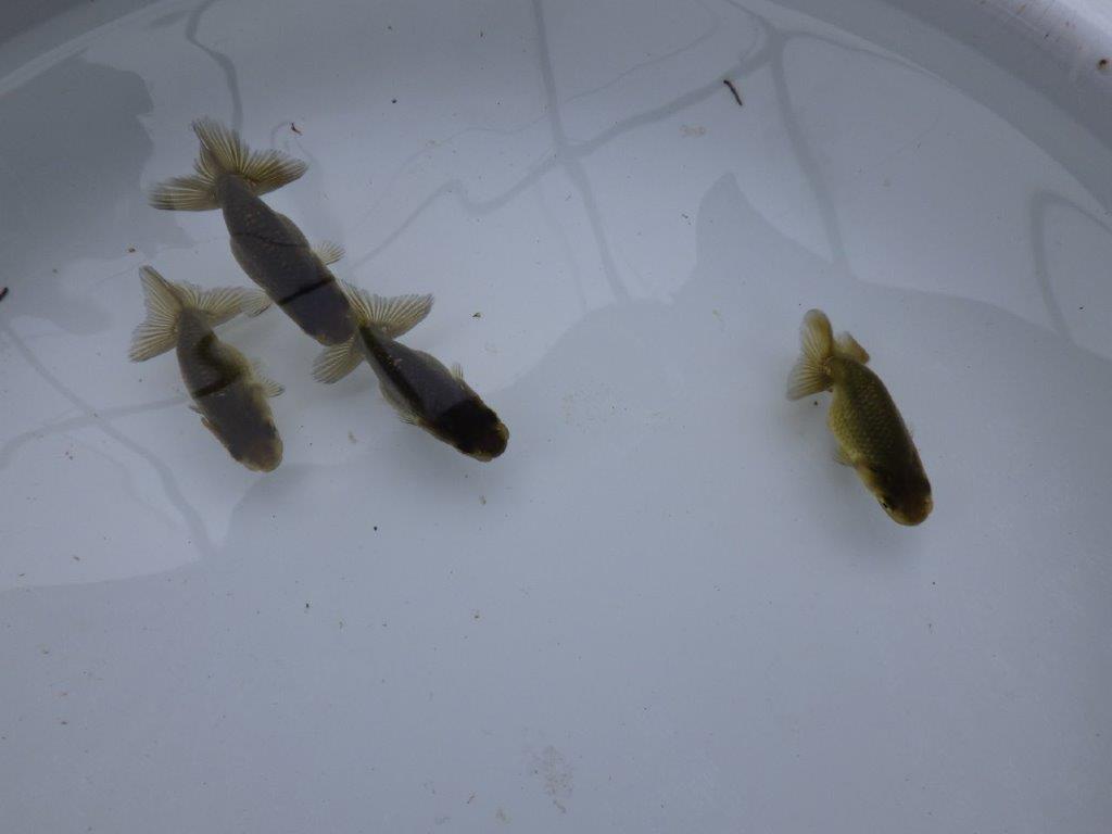 【愛知超優良系統 】上物黒仔３尾セット約５㎝　限定１セット