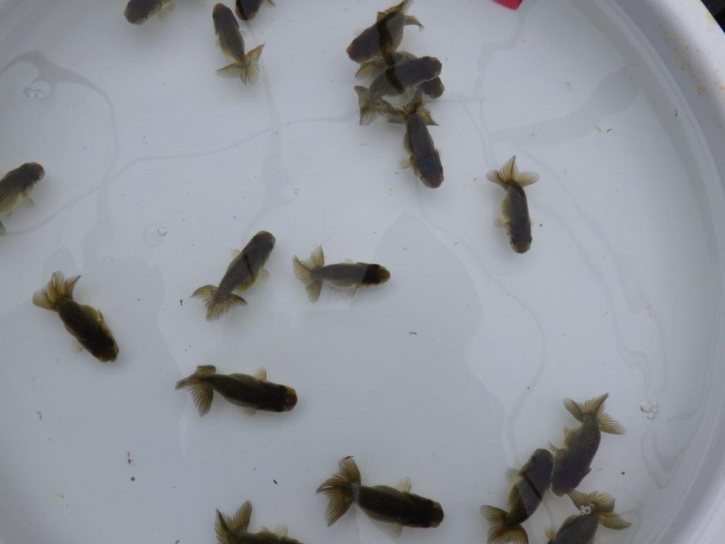 【愛知超優良系統 】横からのご観賞がお勧めの黒仔５尾セット約4~6㎝