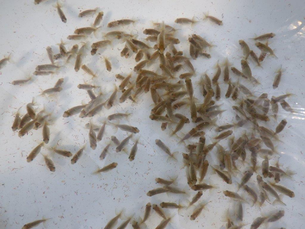 【岐阜ブリーダー】観賞用お勧め青仔2５尾セット