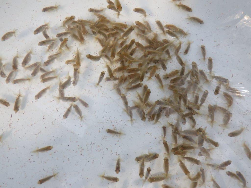 【岐阜ブリーダー】観賞用お勧め青仔１０尾セット