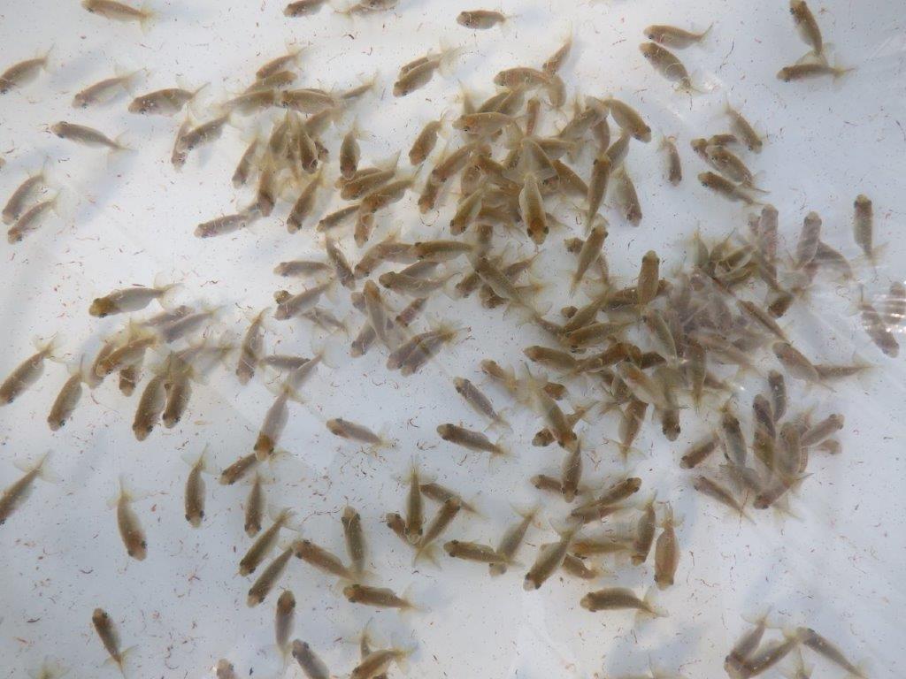 【岐阜ブリーダー】観賞用お勧め青仔１０尾セット