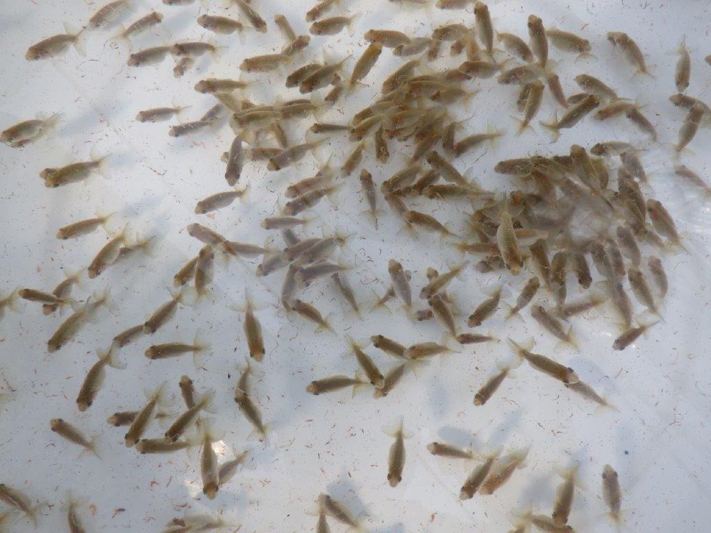 【岐阜ブリーダー】観賞用お勧め青仔１０尾セット