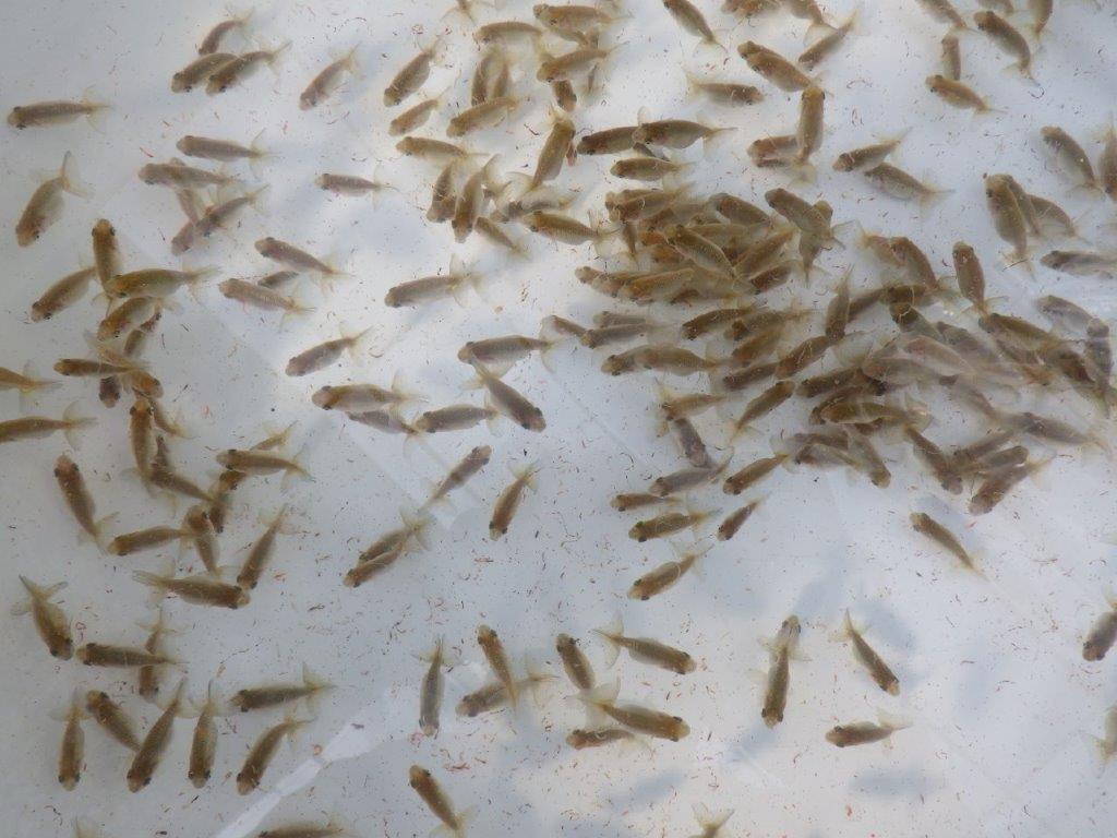 【岐阜ブリーダー】観賞用お勧め青仔入荷の中から上物１０尾セット　限定１