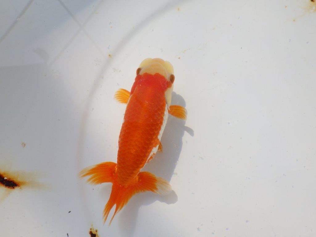 背も柄も綺麗な更紗らんちゅう　明け二歳魚　 　約11ｃｍ　オス【管理魚】