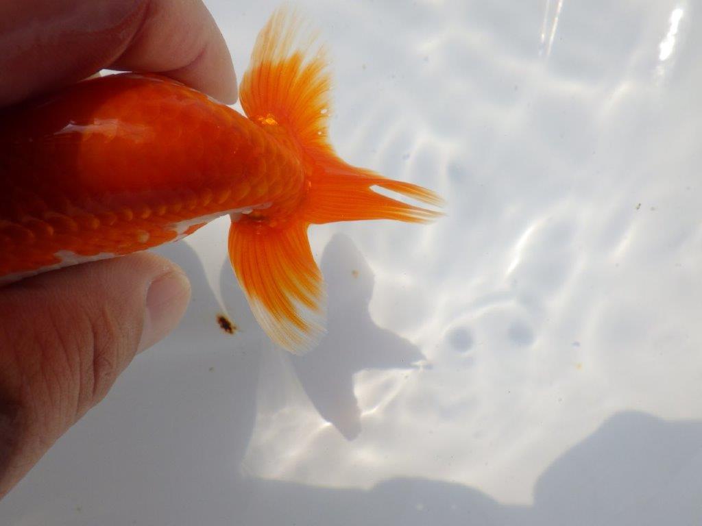 背も柄も綺麗な更紗らんちゅう　明け二歳魚　 　約11ｃｍ　オス【管理魚】