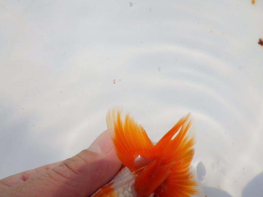 背も柄も綺麗な更紗らんちゅう　明け二歳魚　 　約11ｃｍ　オス【管理魚】