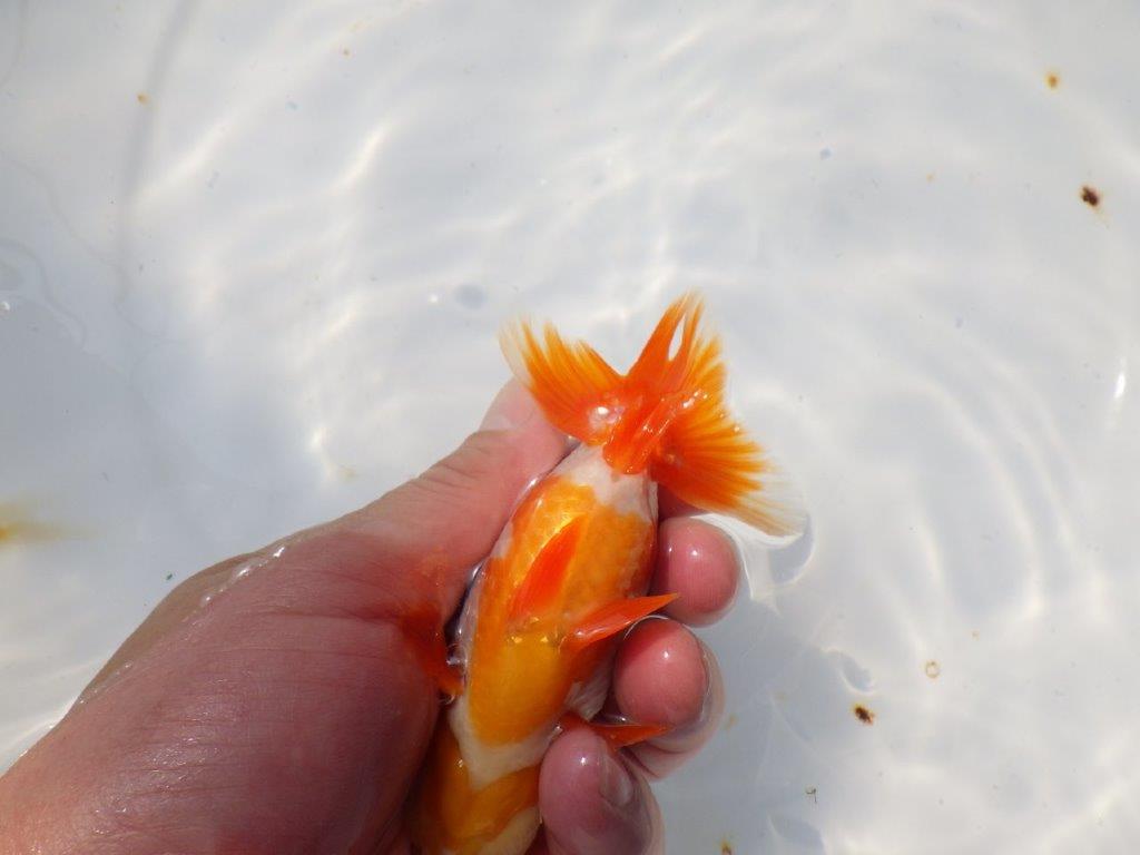 背も柄も綺麗な更紗らんちゅう　明け二歳魚　 　約11ｃｍ　オス【管理魚】