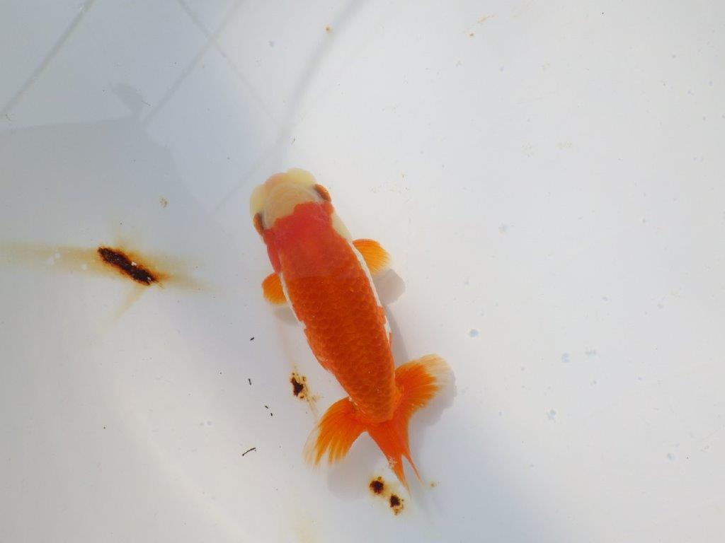 背も柄も綺麗な更紗らんちゅう　明け二歳魚　 　約11ｃｍ　オス【管理魚】