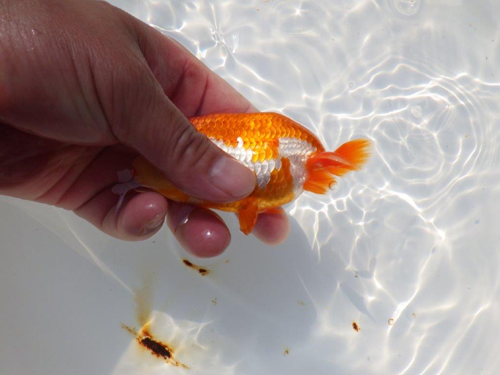 背も柄も綺麗な更紗らんちゅう　明け二歳魚　 　約11ｃｍ　オス【管理魚】