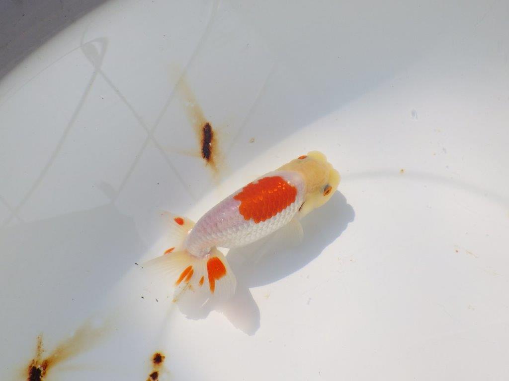素晴らしい尾型、背も綺麗な更紗らんちゅう　明け二歳魚　 　約11ｃｍ　オス【管理魚】