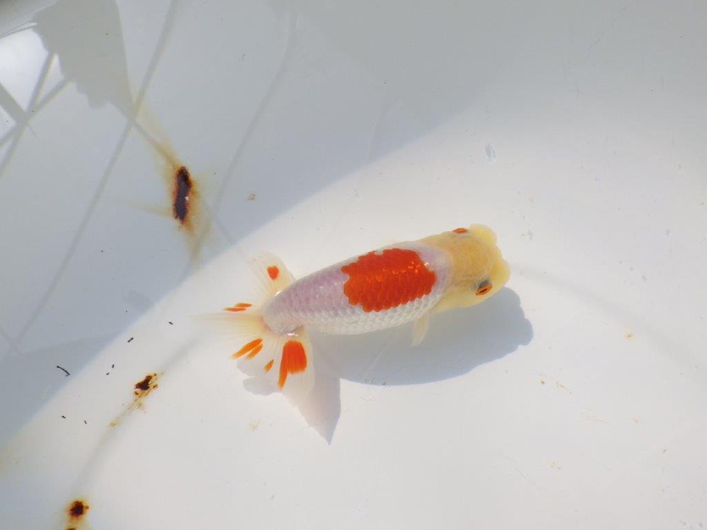 素晴らしい尾型、背も綺麗な更紗らんちゅう　明け二歳魚　 　約11ｃｍ　オス【管理魚】