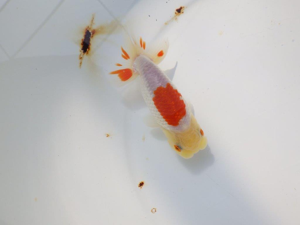素晴らしい尾型、背も綺麗な更紗らんちゅう　明け二歳魚　 　約11ｃｍ　オス【管理魚】