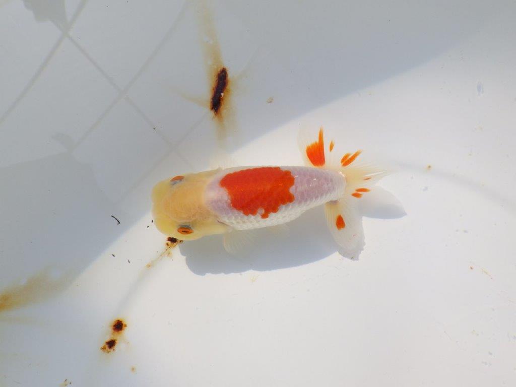 素晴らしい尾型、背も綺麗な更紗らんちゅう　明け二歳魚　 　約11ｃｍ　オス【管理魚】