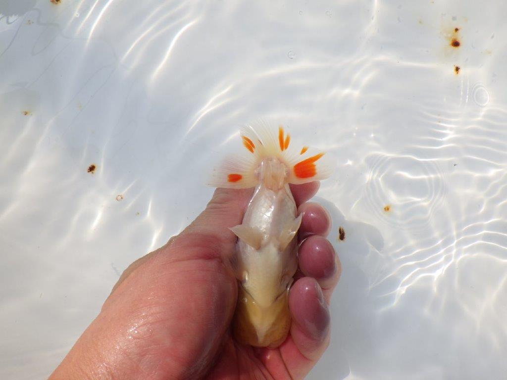 素晴らしい尾型、背も綺麗な更紗らんちゅう　明け二歳魚　 　約11ｃｍ　オス【管理魚】