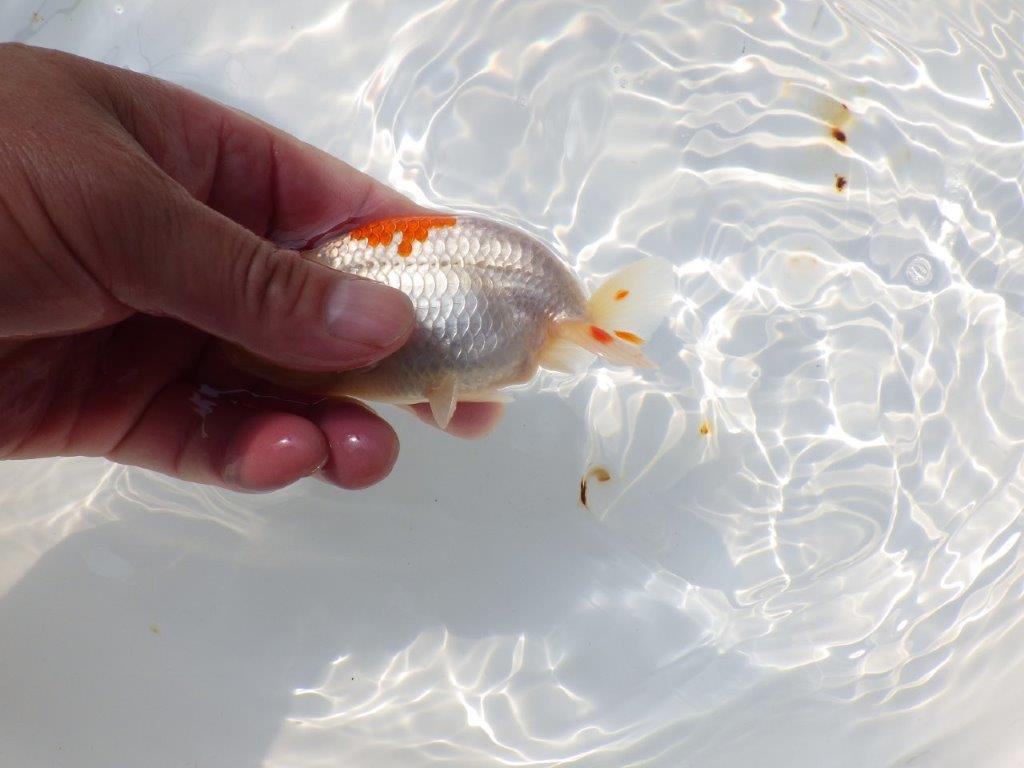 素晴らしい尾型、背も綺麗な更紗らんちゅう　明け二歳魚　 　約11ｃｍ　オス【管理魚】