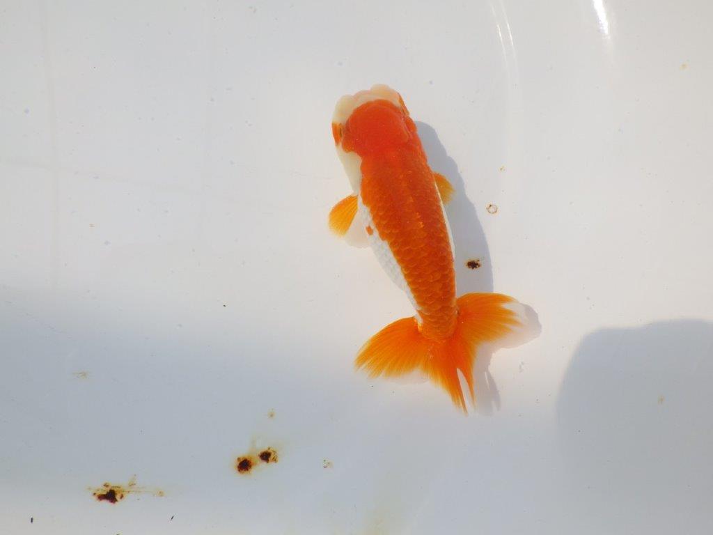 背も綺麗で柄も良い更紗らんちゅう　明け二歳魚　 　約11.5ｃｍ　オス【管理魚】