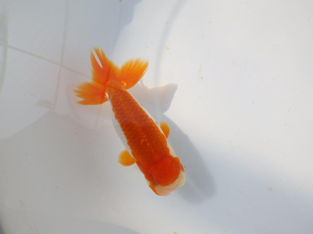 背も綺麗で柄も良い更紗らんちゅう　明け二歳魚　 　約11.5ｃｍ　オス【管理魚】