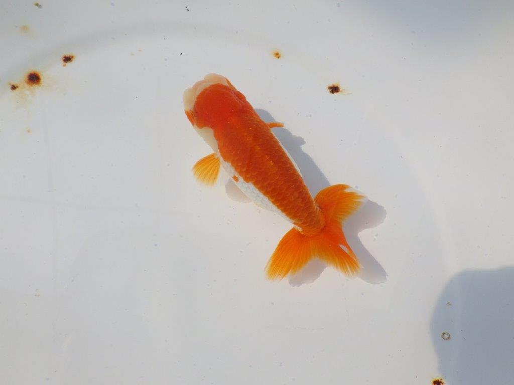 背も綺麗で柄も良い更紗らんちゅう　明け二歳魚　 　約11.5ｃｍ　オス【管理魚】