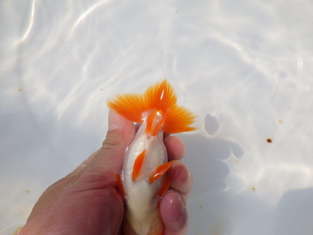 背も綺麗で柄も良い更紗らんちゅう　明け二歳魚　 　約11.5ｃｍ　オス【管理魚】