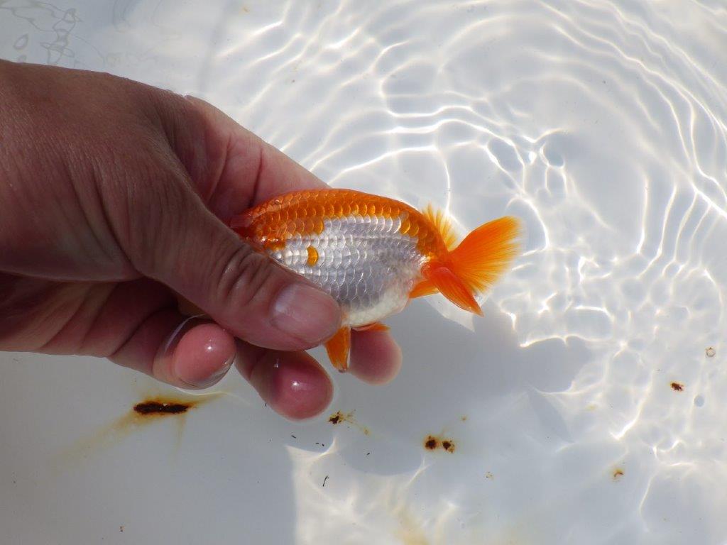 背も綺麗で柄も良い更紗らんちゅう　明け二歳魚　 　約11.5ｃｍ　オス【管理魚】