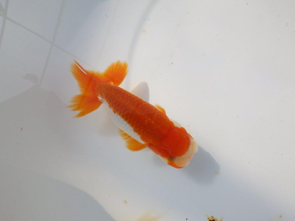 背も綺麗で柄も良い更紗らんちゅう　明け二歳魚　 　約11.5ｃｍ　オス【管理魚】