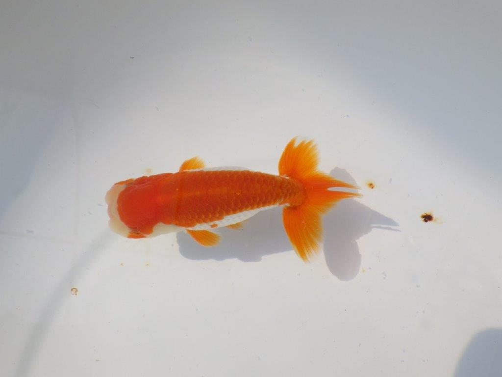 背も綺麗で柄も良い更紗らんちゅう　明け二歳魚　 　約11.5ｃｍ　オス【管理魚】