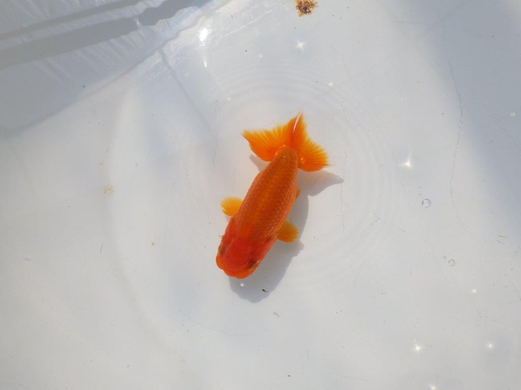 色艶が良く発色が良いらんちゅう　明け二歳魚　 　約9.5ｃｍ　オス【管理魚】