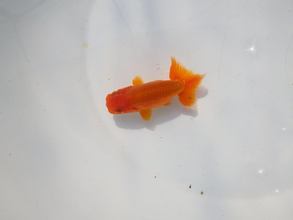 色艶が良く発色が良いらんちゅう　明け二歳魚　 　約9.5ｃｍ　オス【管理魚】