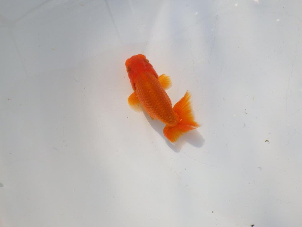 色艶が良く発色が良いらんちゅう　明け二歳魚　 　約9.5ｃｍ　オス【管理魚】