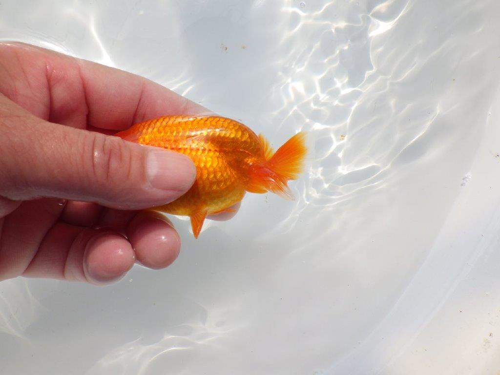 色艶が良く発色が良いらんちゅう　明け二歳魚　 　約9.5ｃｍ　オス【管理魚】