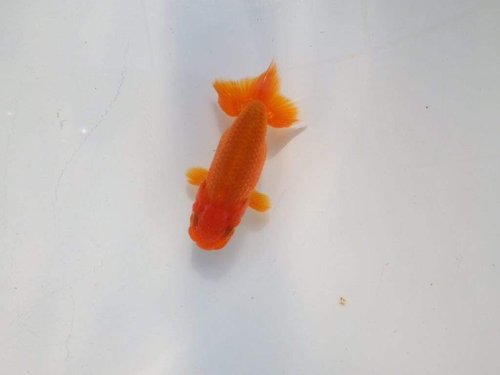 色艶が良く発色が良いらんちゅう　明け二歳魚　 　約9.5ｃｍ　オス【管理魚】の上身