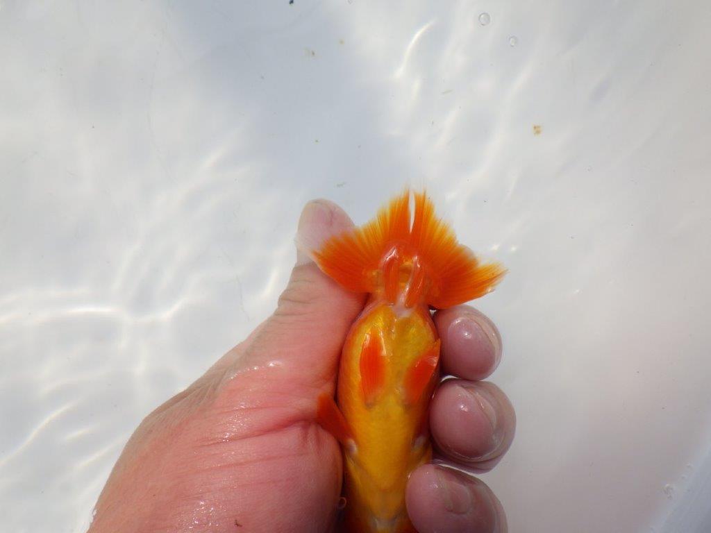 色艶が良く発色が良いらんちゅう　明け二歳魚　 　約9.5ｃｍ　オス【管理魚】