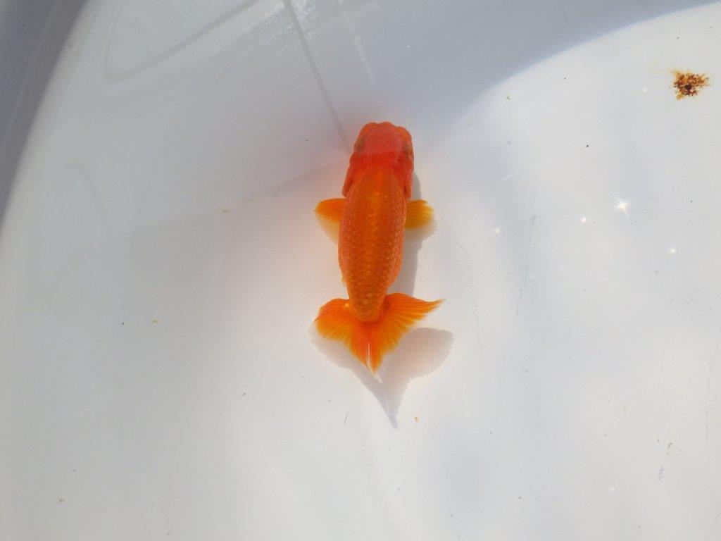 色艶が良く発色が良いらんちゅう　明け二歳魚　 　約9.5ｃｍ　オス【管理魚】