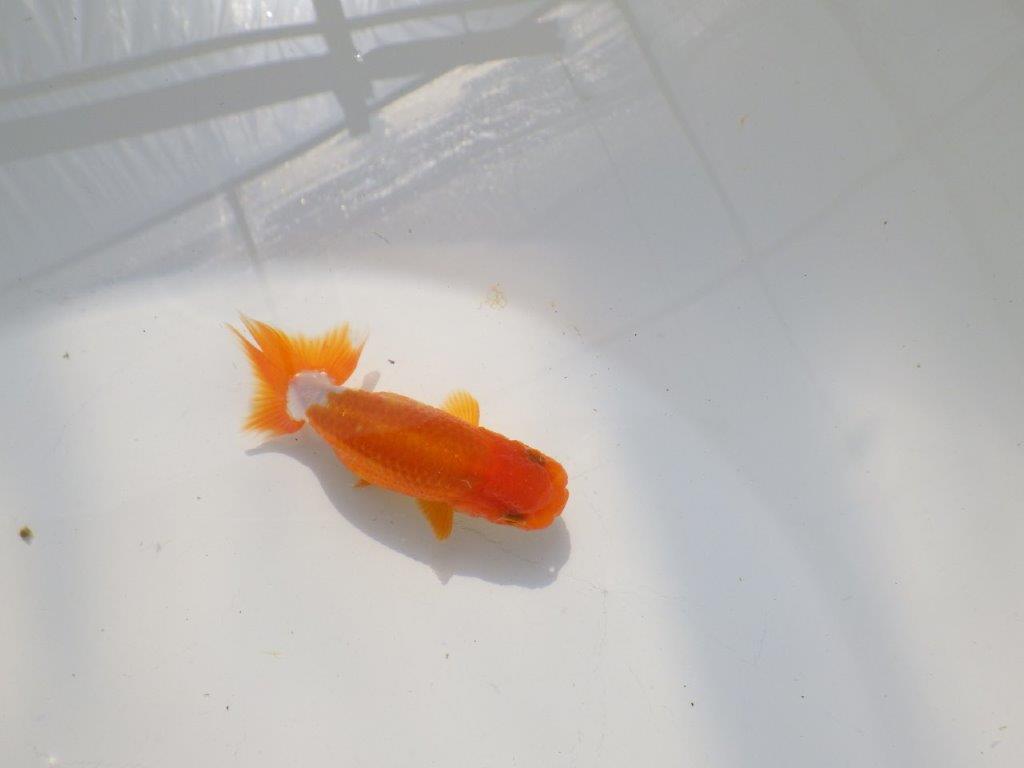 背のラインも綺麗な可愛いらんちゅう　明け二歳魚　 　約9ｃｍ　オス【管理魚】