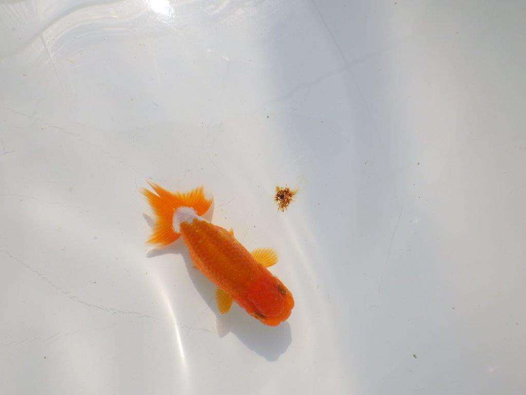背のラインも綺麗な可愛いらんちゅう　明け二歳魚　 　約9ｃｍ　オス【管理魚】