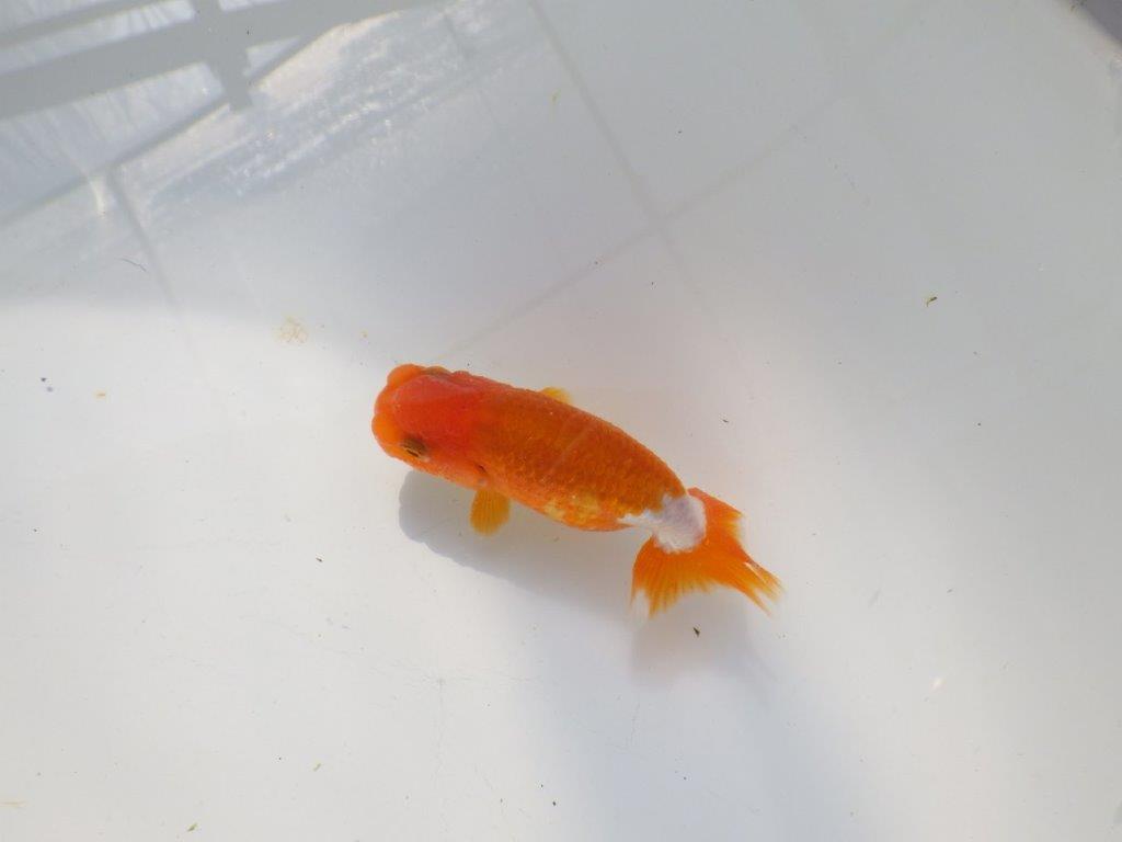 背のラインも綺麗な可愛いらんちゅう　明け二歳魚　 　約9ｃｍ　オス【管理魚】