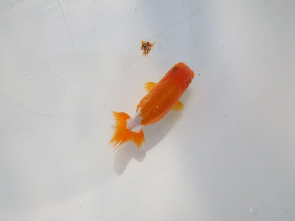 背のラインも綺麗な可愛いらんちゅう　明け二歳魚　 　約9ｃｍ　オス【管理魚】