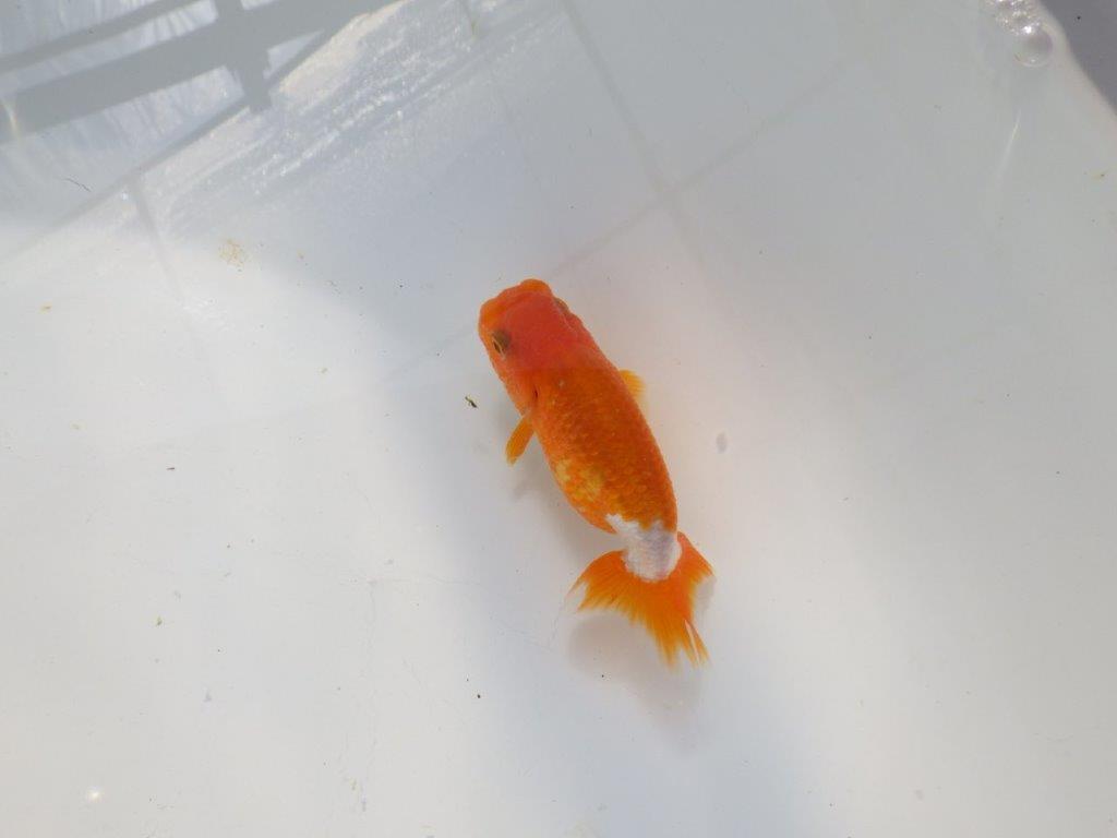 背のラインも綺麗な可愛いらんちゅう　明け二歳魚　 　約9ｃｍ　オス【管理魚】