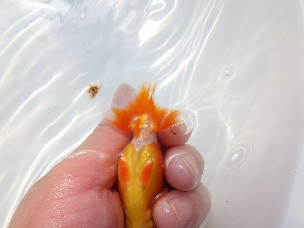 背のラインも綺麗な可愛いらんちゅう　明け二歳魚　 　約9ｃｍ　オス【管理魚】