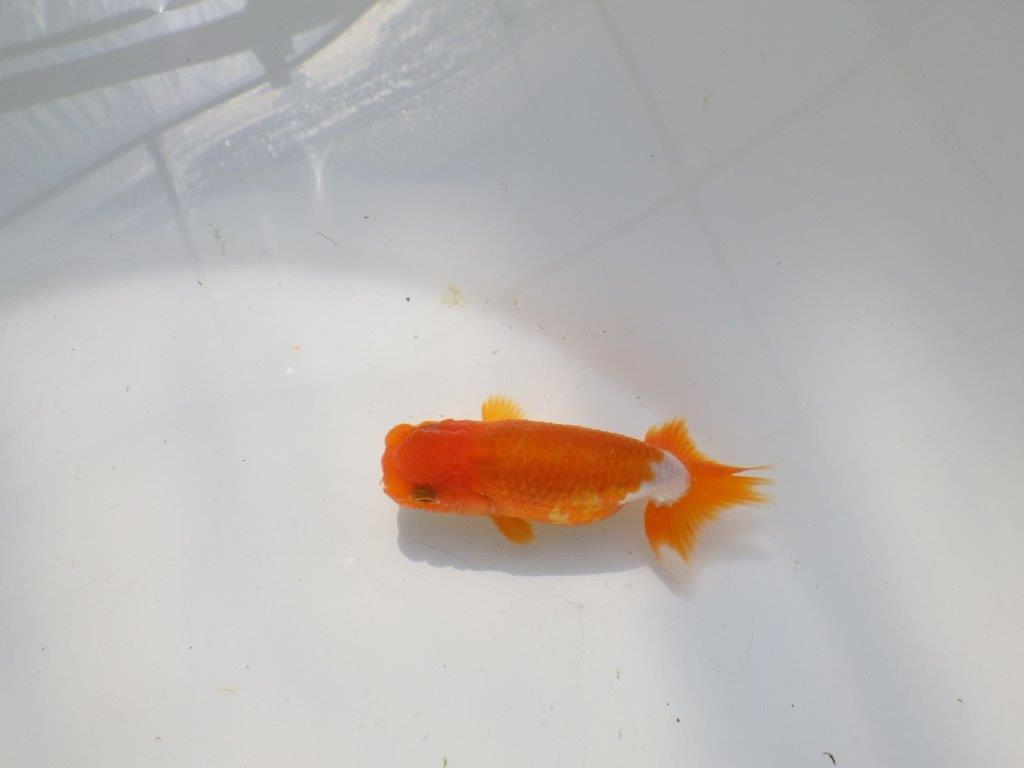 背のラインも綺麗な可愛いらんちゅう　明け二歳魚　 　約9ｃｍ　オス【管理魚】