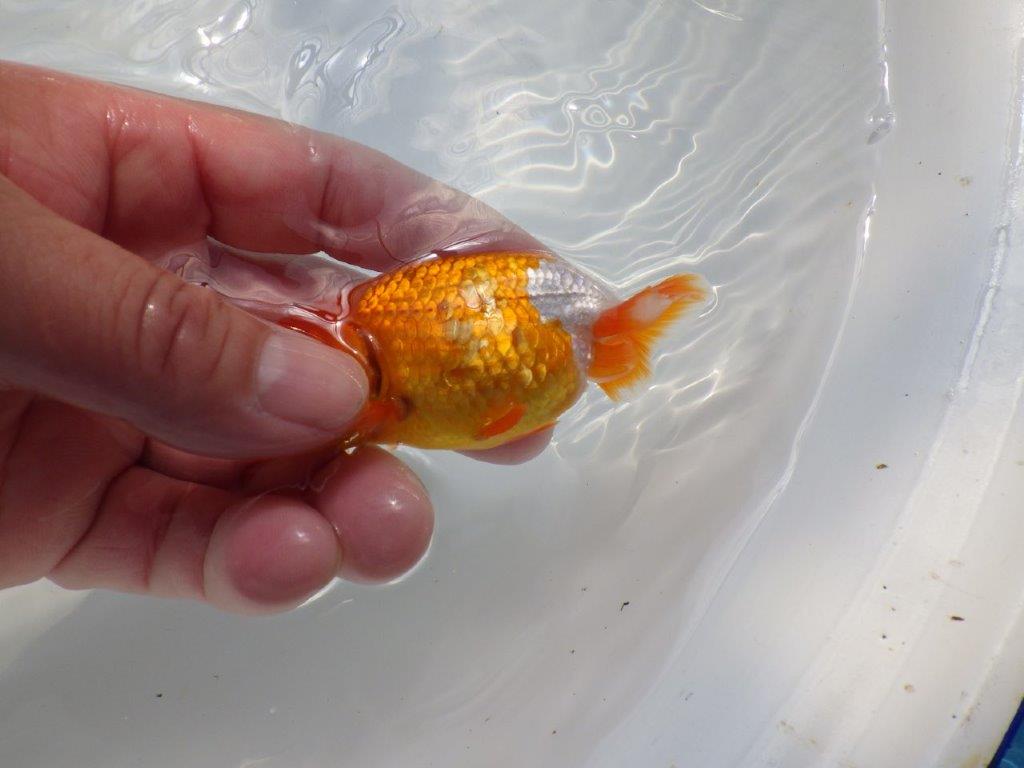背のラインも綺麗な可愛いらんちゅう　明け二歳魚　 　約9ｃｍ　オス【管理魚】