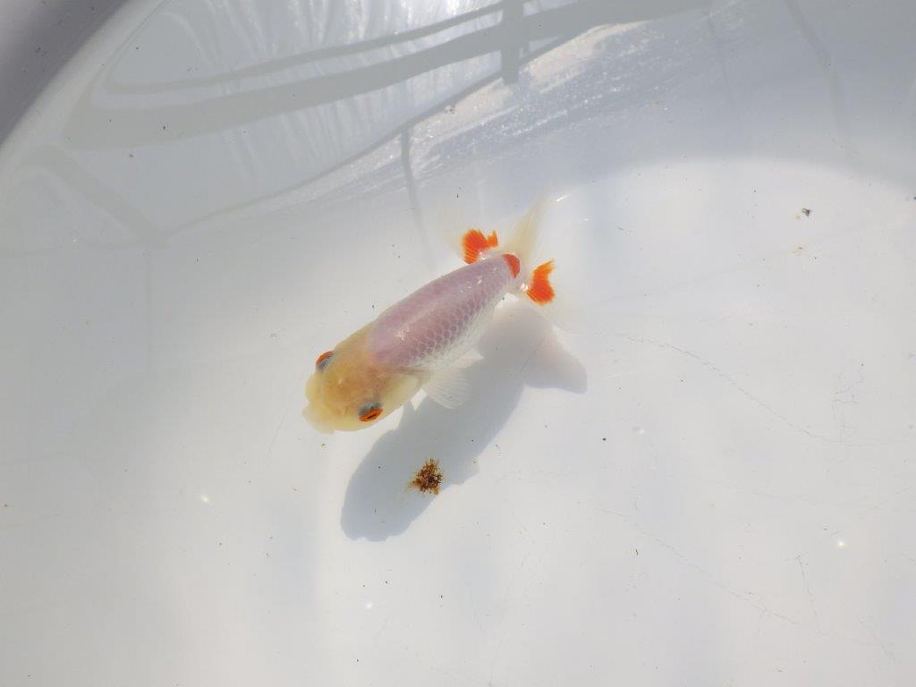 尾に赤のワンポイントが映えるらんちゅう　明け二歳魚　 　約11ｃｍ　メス【管理魚】