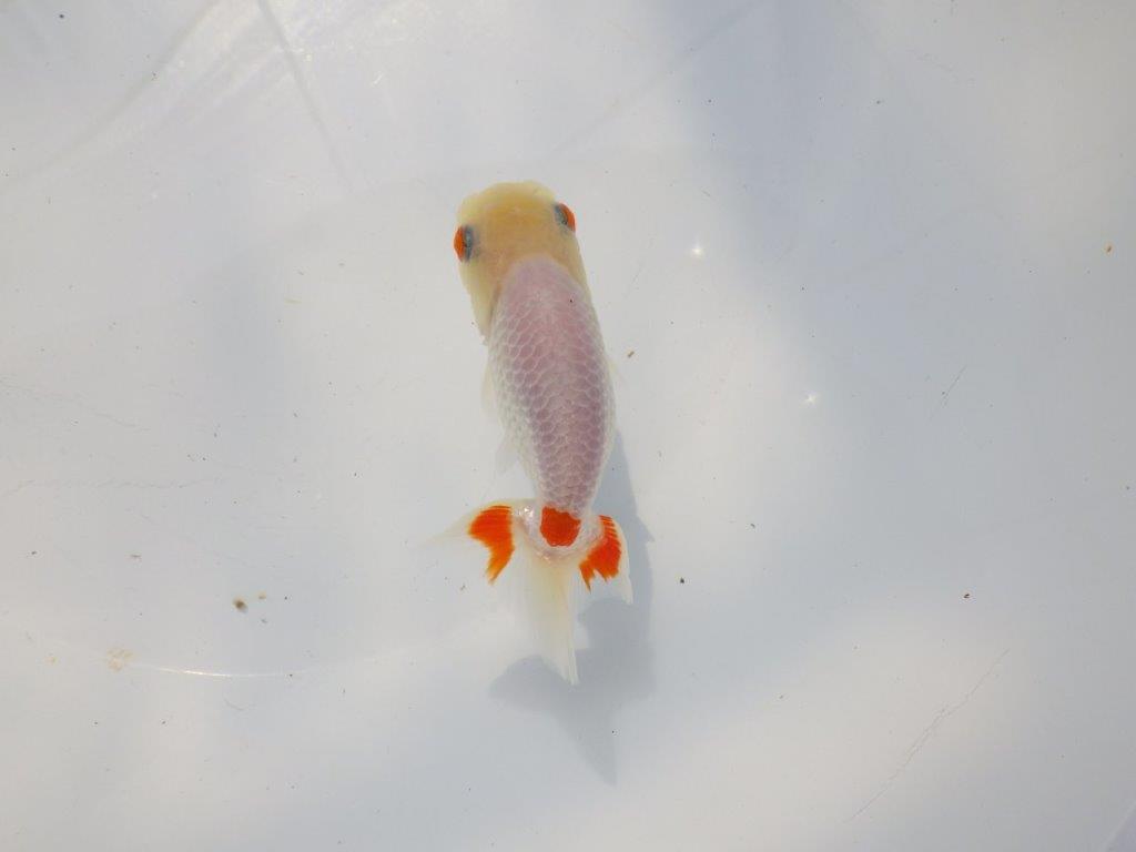 尾に赤のワンポイントが映えるらんちゅう　明け二歳魚　 　約11ｃｍ　メス【管理魚】
