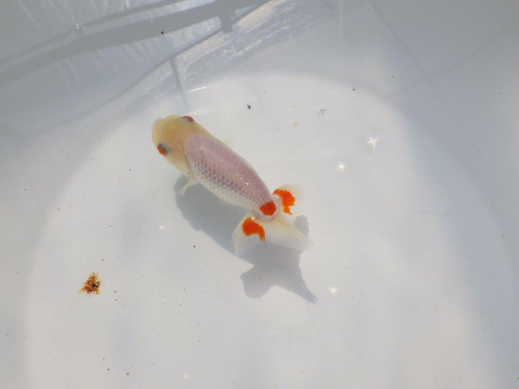 尾に赤のワンポイントが映えるらんちゅう　明け二歳魚　 　約11ｃｍ　メス【管理魚】