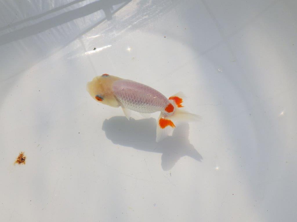 尾に赤のワンポイントが映えるらんちゅう　明け二歳魚　 　約11ｃｍ　メス【管理魚】