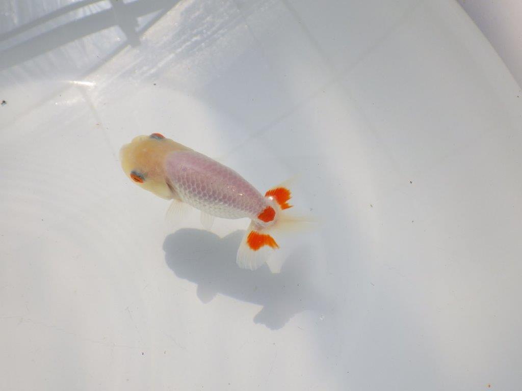 尾に赤のワンポイントが映えるらんちゅう　明け二歳魚　 　約11ｃｍ　メス【管理魚】