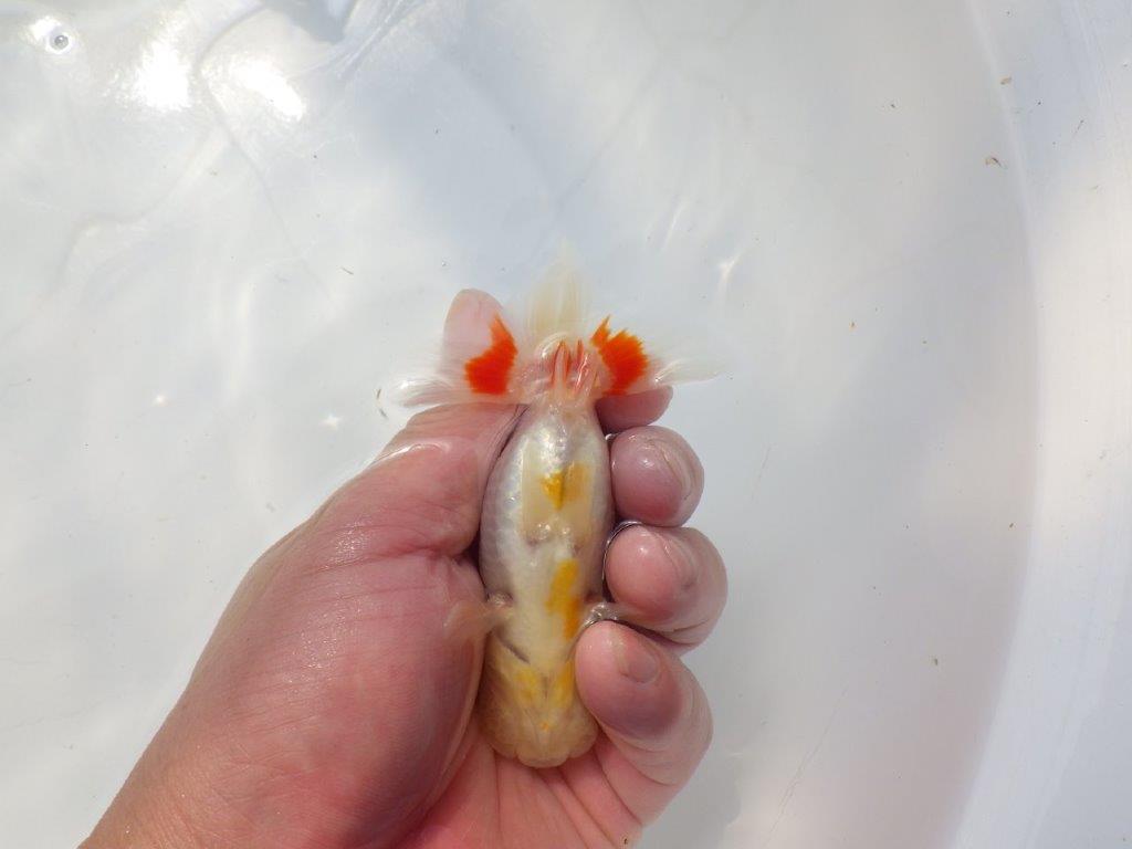 尾に赤のワンポイントが映えるらんちゅう　明け二歳魚　 　約11ｃｍ　メス【管理魚】