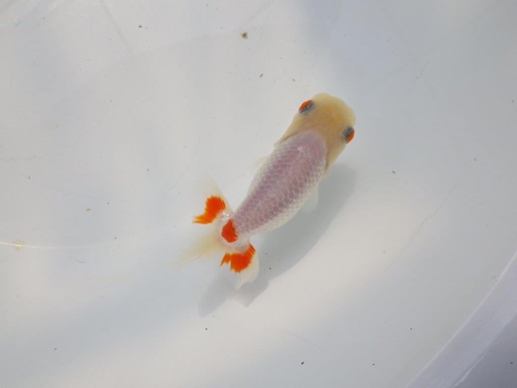 尾に赤のワンポイントが映えるらんちゅう　明け二歳魚　 　約11ｃｍ　メス【管理魚】の上身